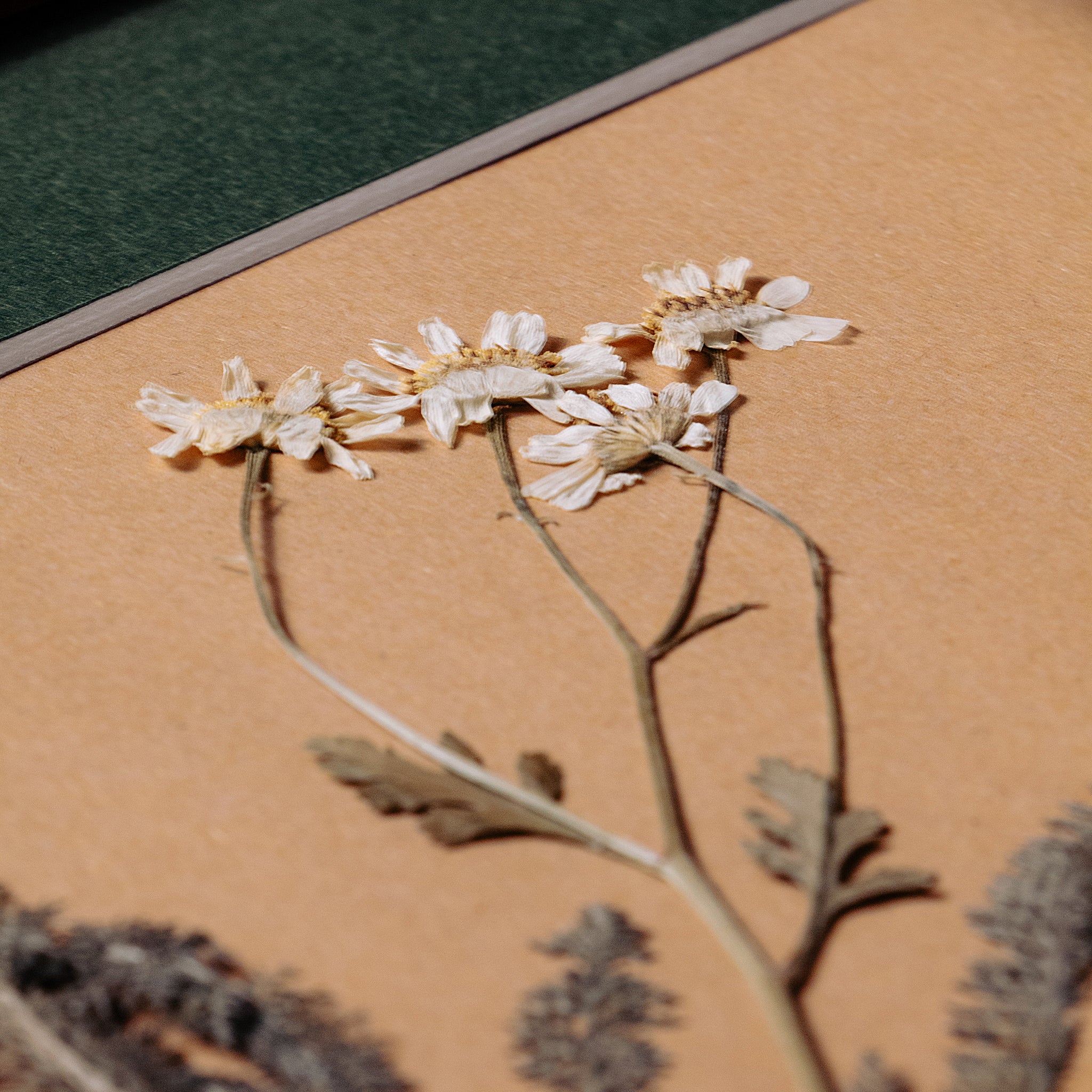 Detalle de cuadro botánico enmarcado con marco de madera dorada y paspartú, flores y follajes prensados cuidadosamente dispuestos sobre fondo de papel, colección “Jardín Preservado”.