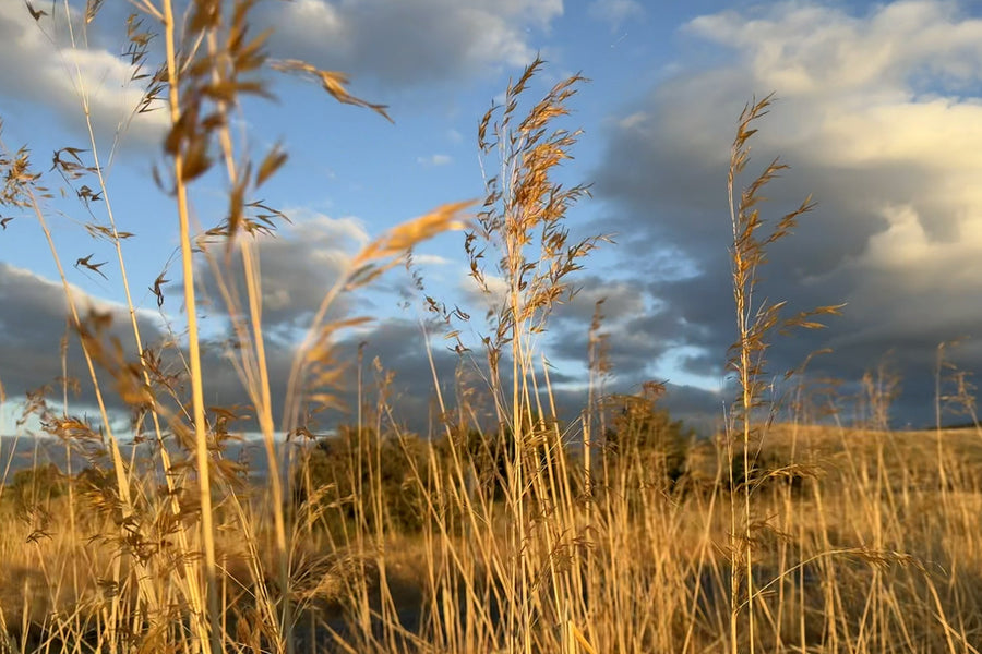 atardecer de otoño Santiuste de Pedraza, Segovia