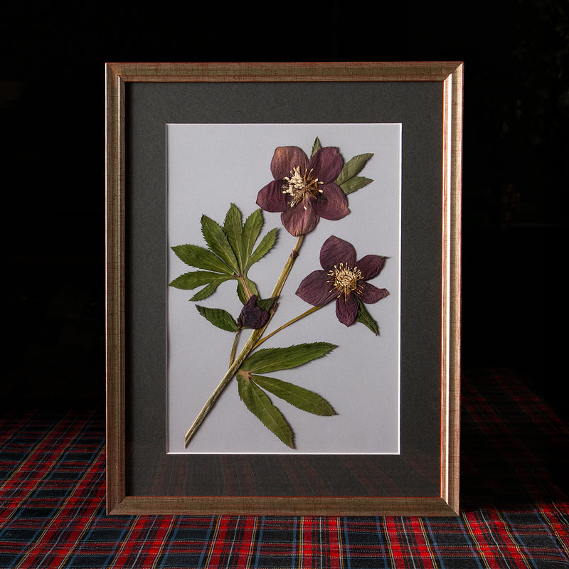 Cuadro botánico enmarcado con marco de madera dorado y paspartú, flores y follajes prensados cuidadosamente dispuestos sobre fondo claro, colección “Jardín Preservado”.