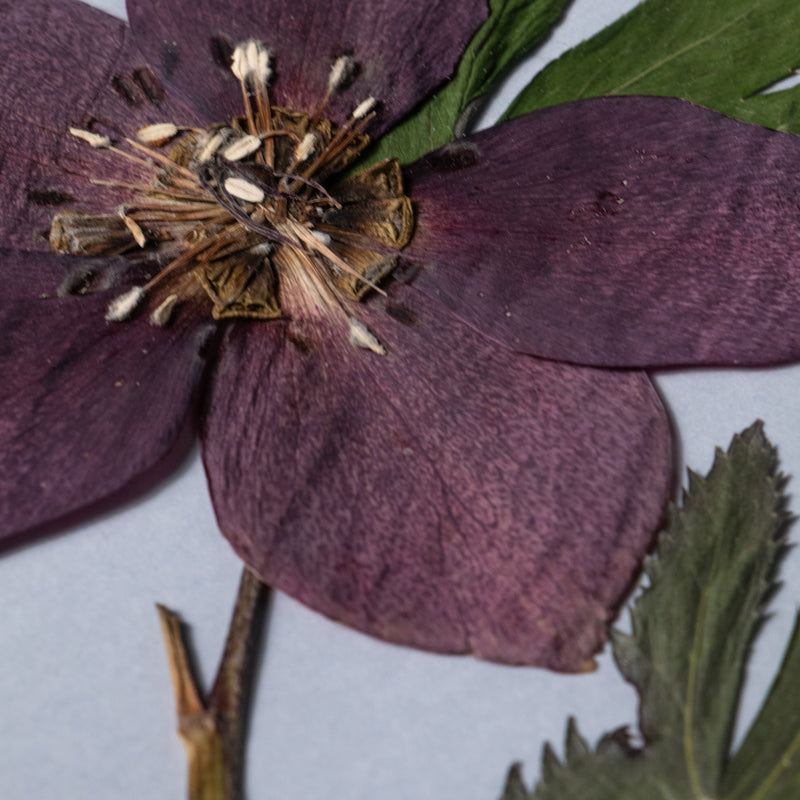 Detalle de cuadro botánico enmarcado con marco de madera dorada y paspartú, flores y follajes prensados cuidadosamente dispuestos sobre fondo claro, colección “Jardín Preservado”.