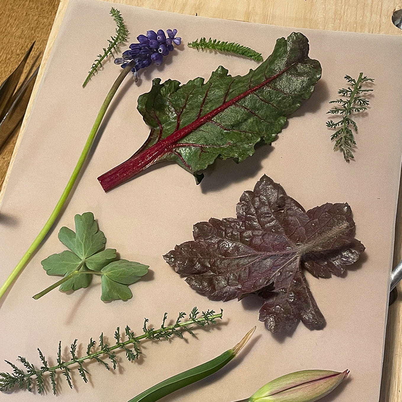 Hojas y flores frescas recolectadas y preparadas para prensar