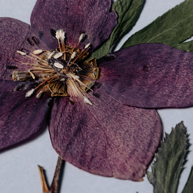 Detalle de flor de helleborous en un cuadro botánico enmarcado, colección “Jardín Preservado”.